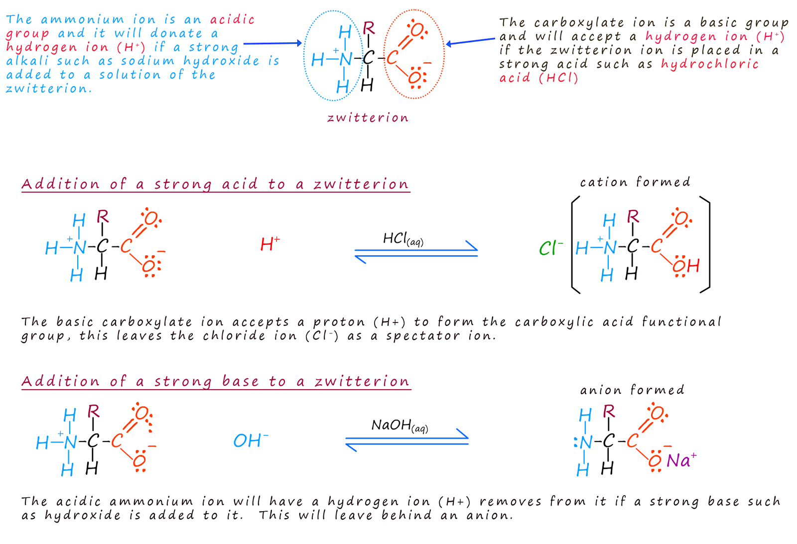 formation of cation and anion from zwitterions by the addition of a strong acid or base